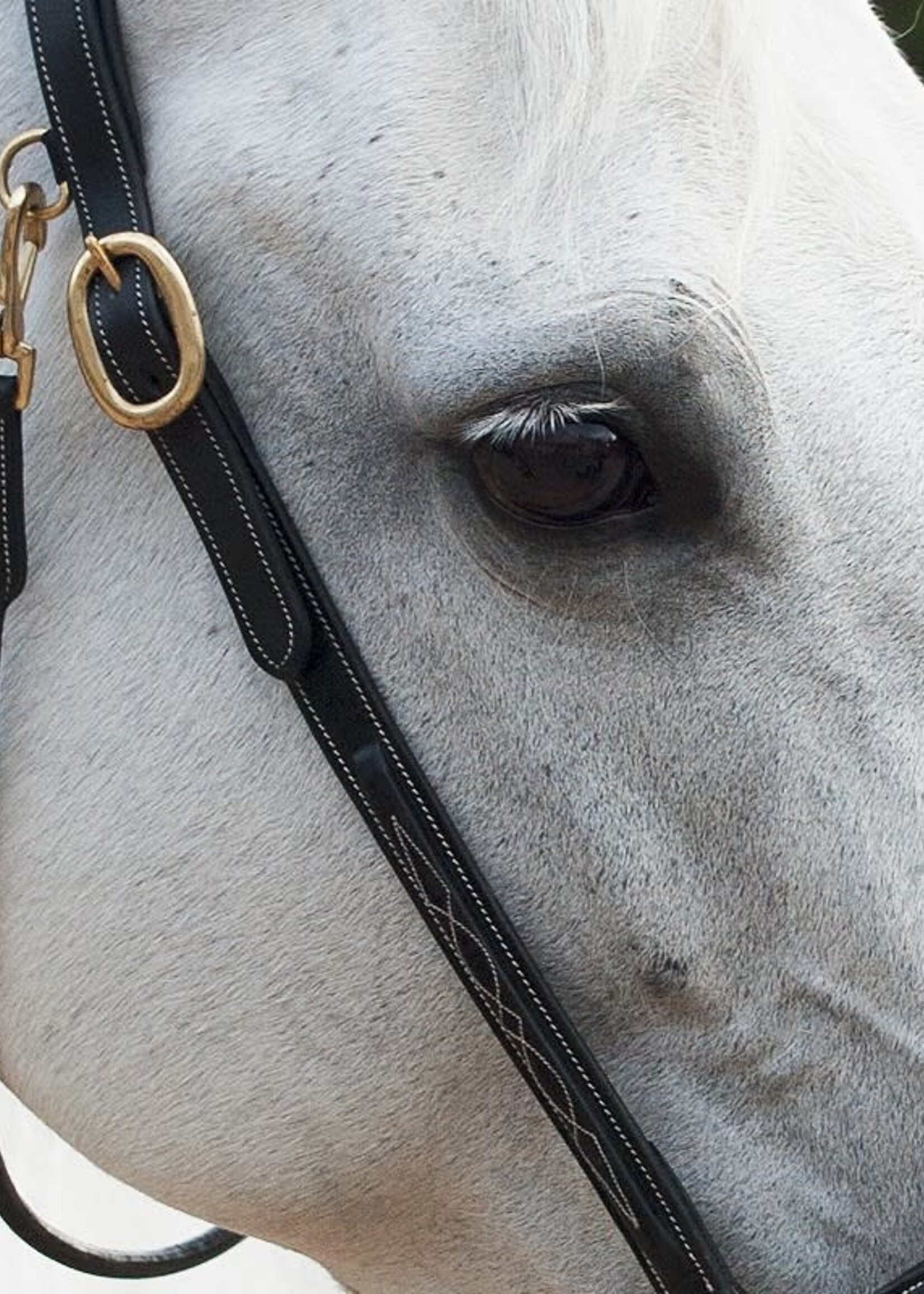 Dy'on Dyon Collection Fancy Grooming Headcollar