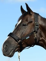 Bucas Bucas Dublin Padded Luxury Headcollar & Lead Set