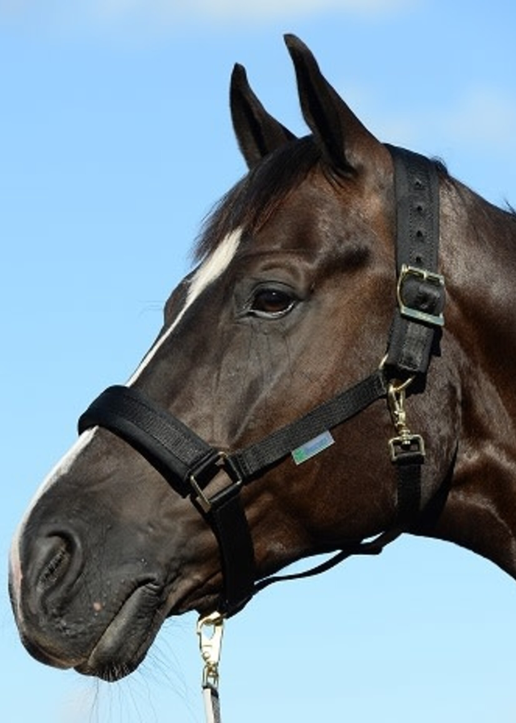 Bucas Bucas Dublin Padded Luxury Headcollar & Lead Set