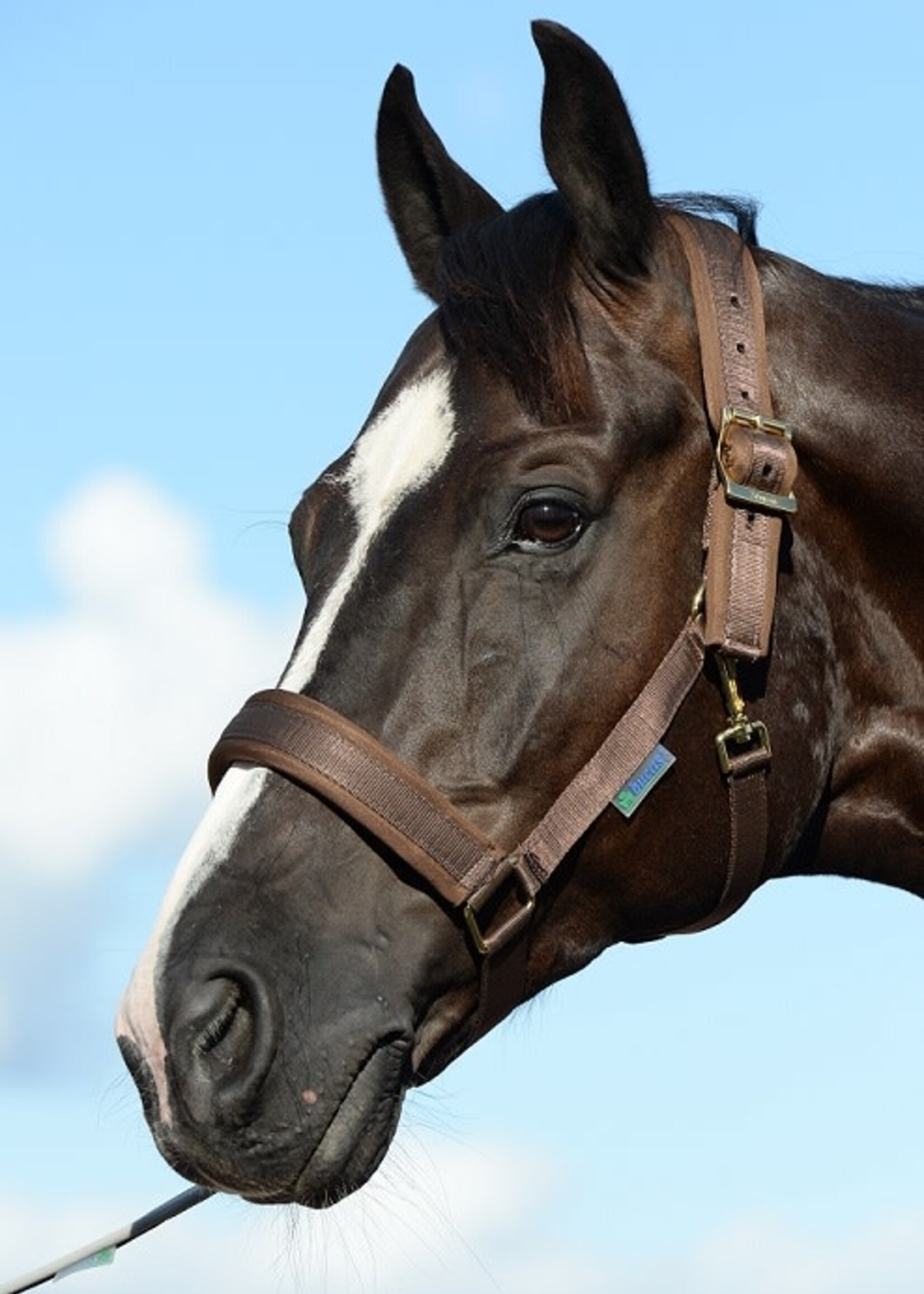 Bucas Bucas Dublin Padded Luxury Headcollar & Lead Set