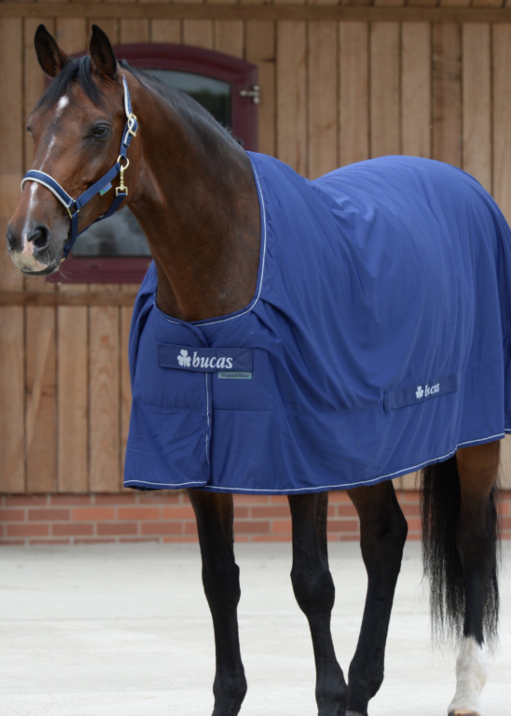 Bucas Bucas Shamrock Power