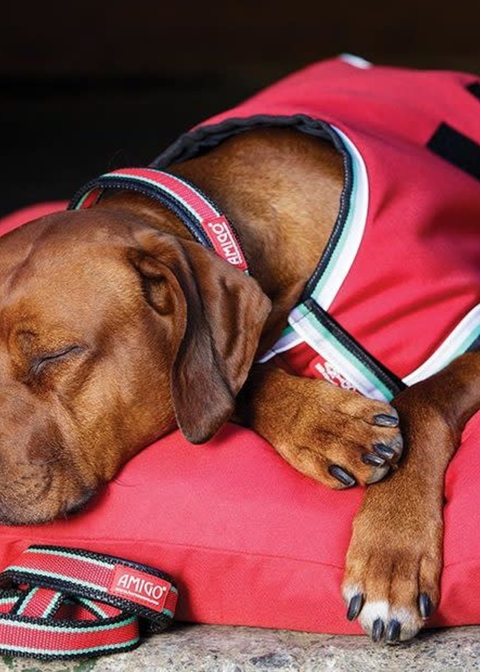 Amigo Horseware Amigo Dogware Waterproof 100gm Dog Coat