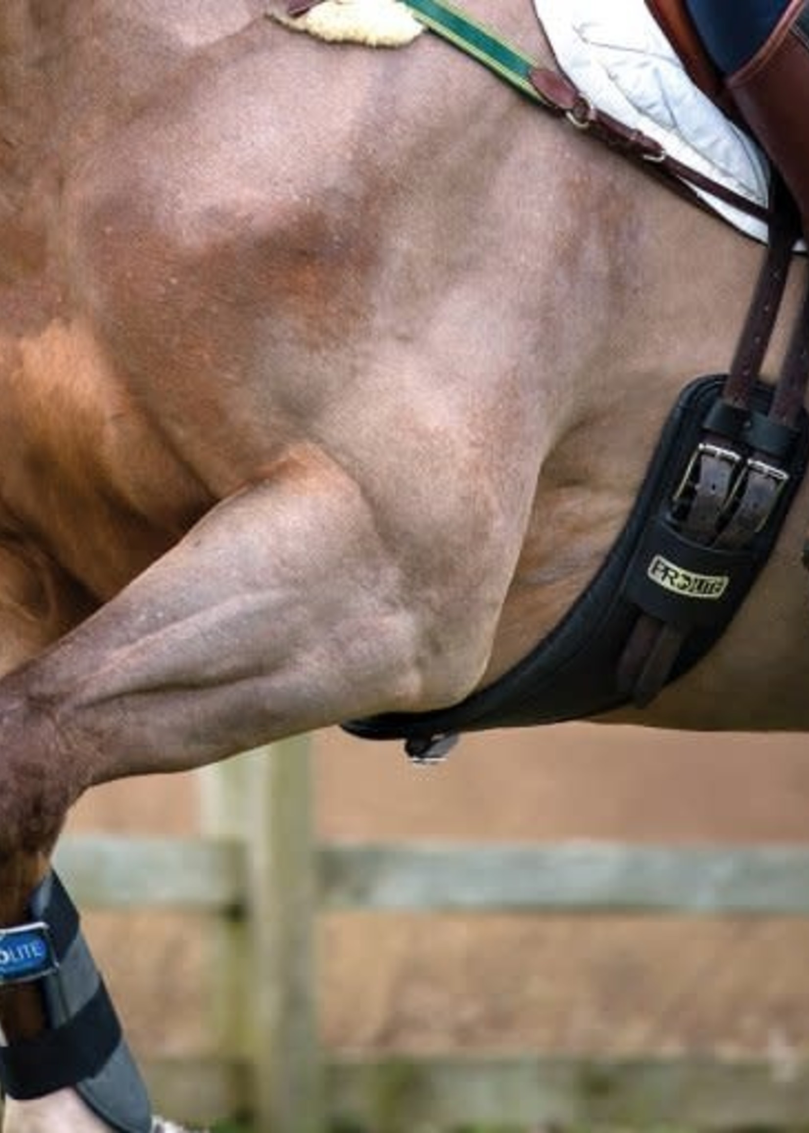 Prolite Prolite Long Girth