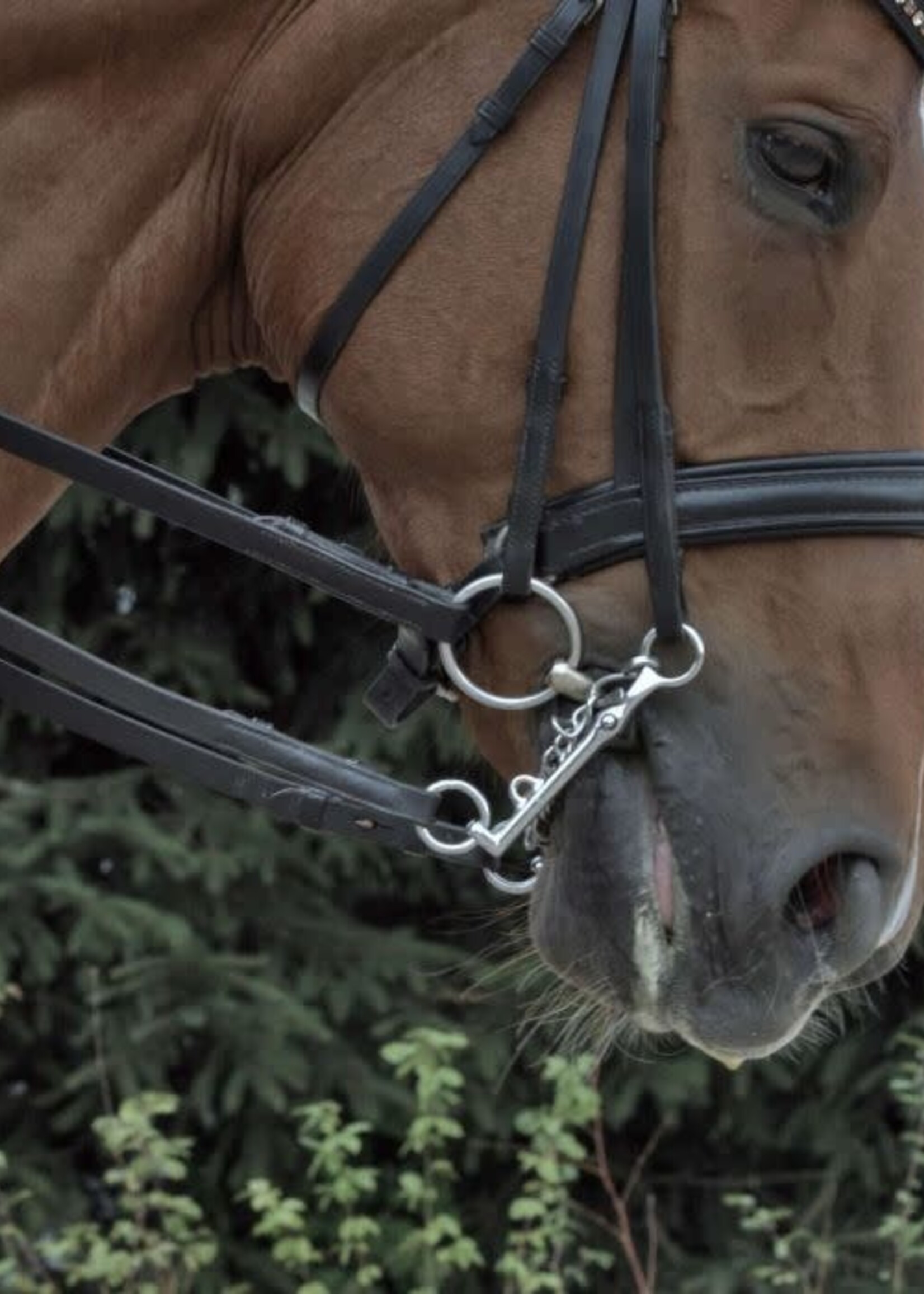 H S Sprenger Sprenger DS Riding Curb 16mm Special Weymouth