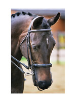 Equilibrium Equilibrium Net Relief Muzzle Net