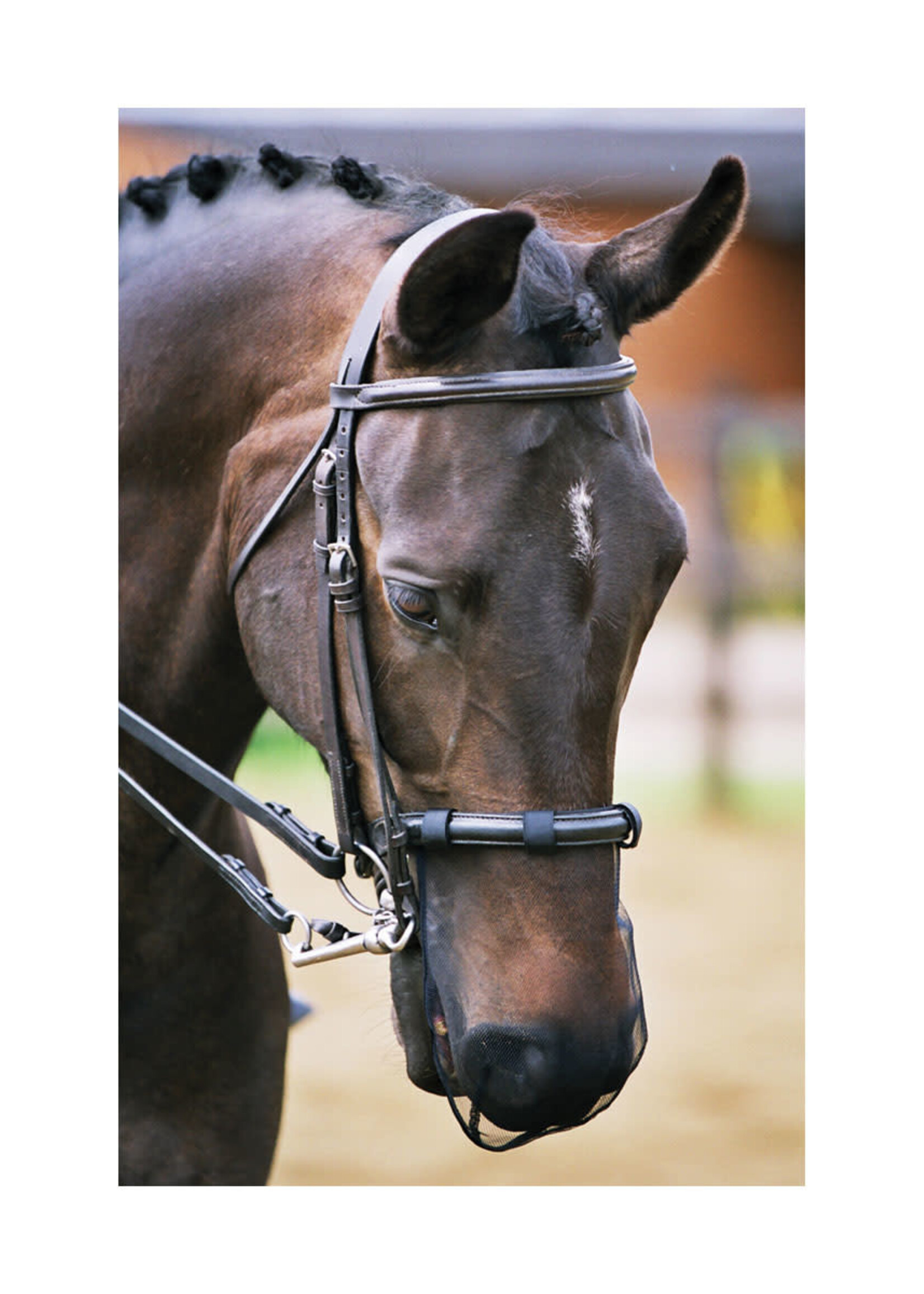 Equilibrium Equilibrium Net Relief Muzzle Net