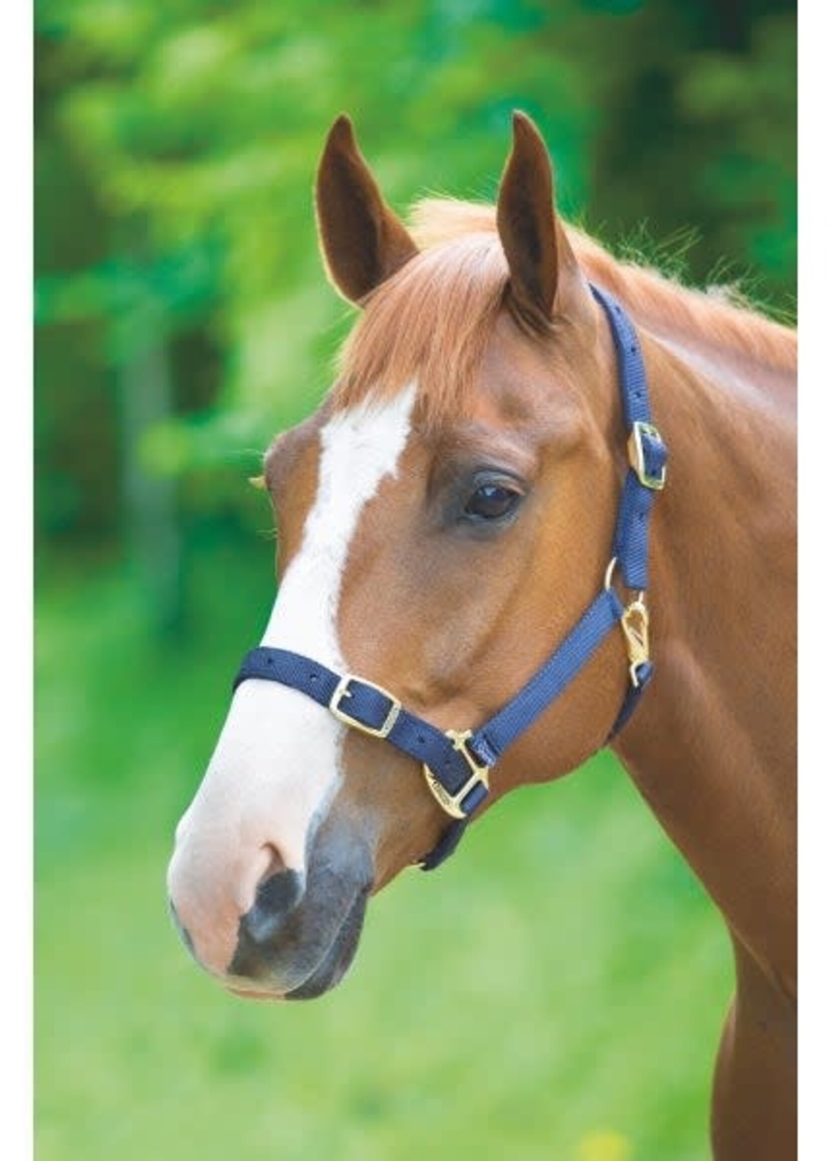 Shires Shires Adjustable Headcollar