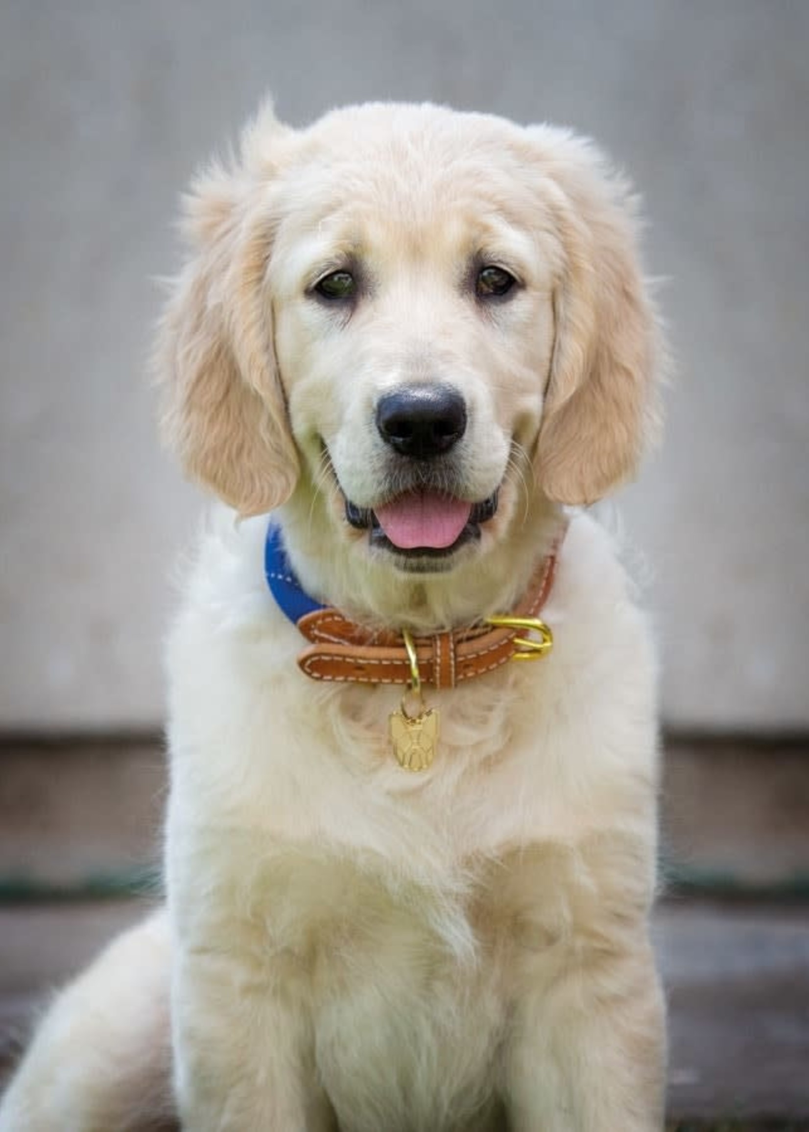 Digby & Fox Digby & Fox Reflective Dog Collar