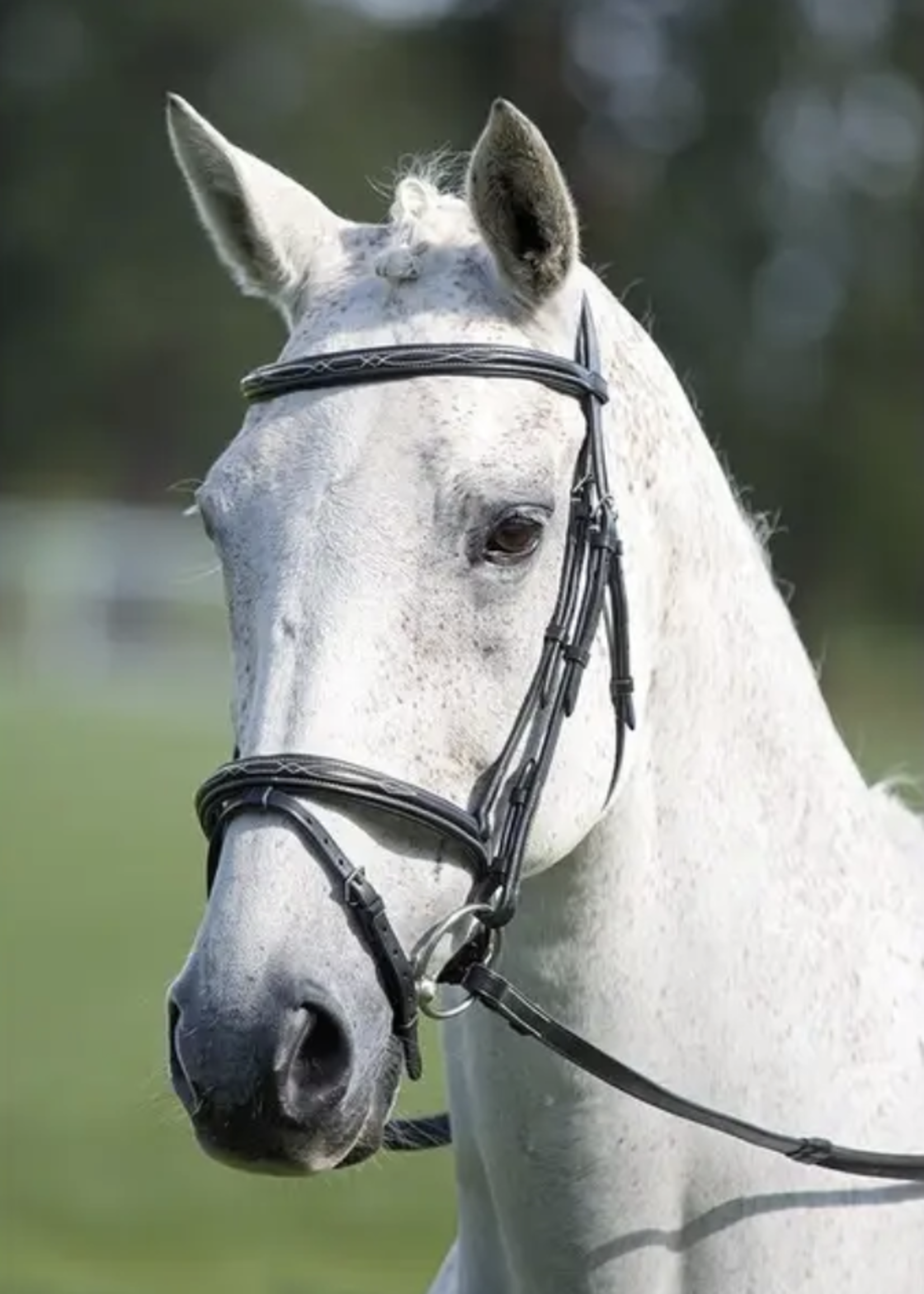 Shires Shires Avignon Padded Raised Flash Bridle