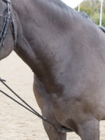 Shires Shires Soft Lunge Aid