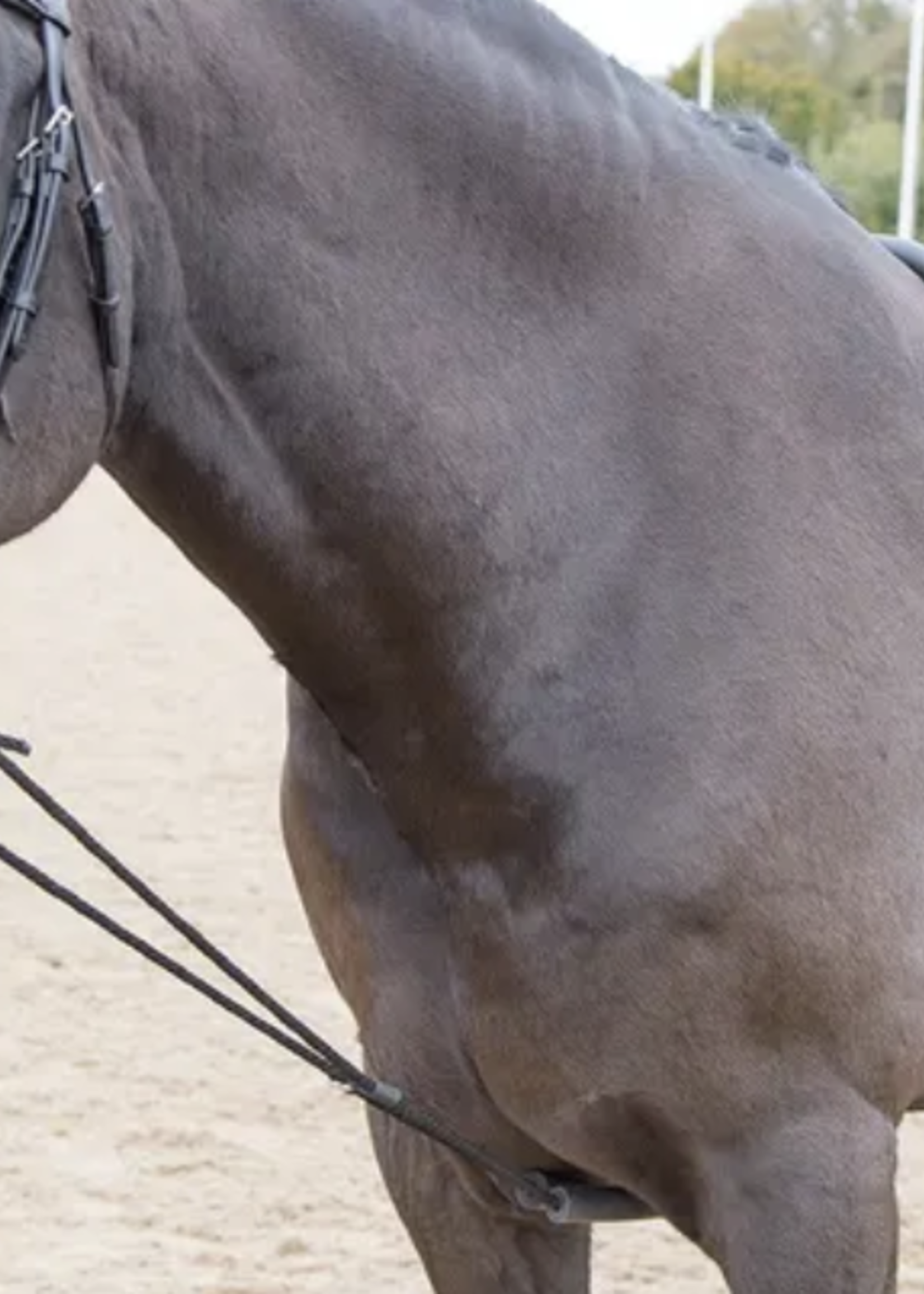 Shires Shires Soft Lunge Aid