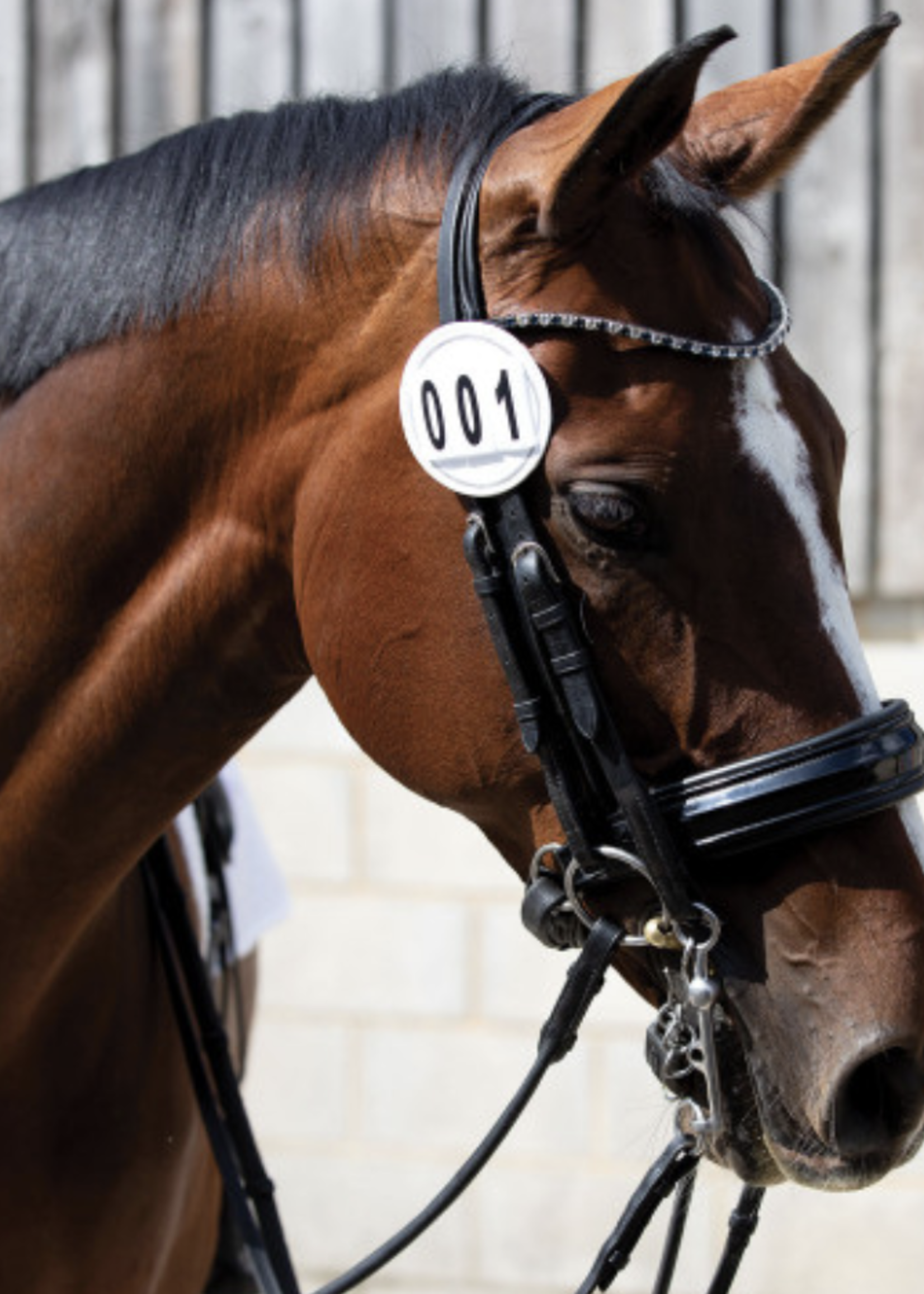 Equetech Equetech Deluxe Leather Bridle Number Holder