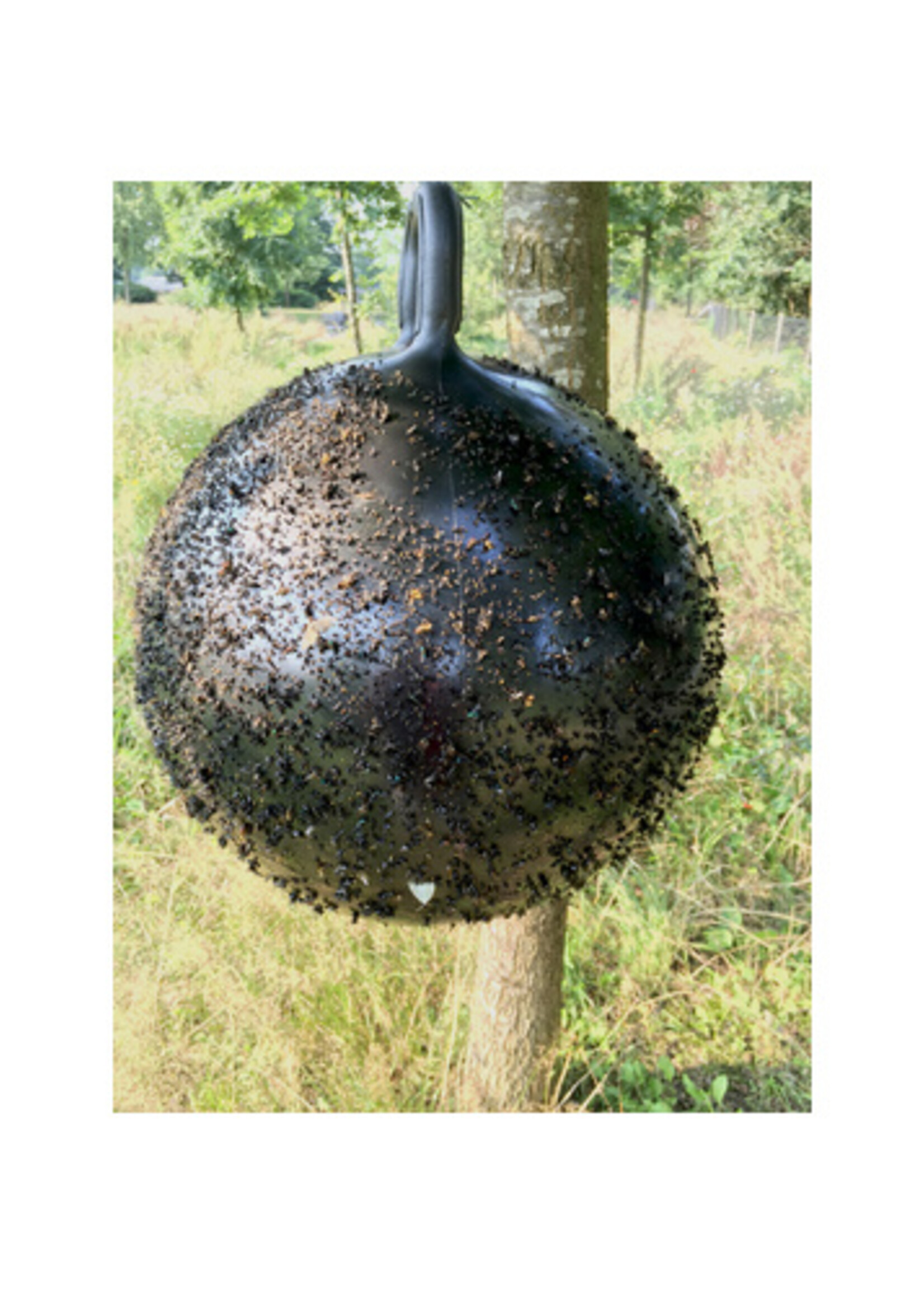 Holland Animal Care Holland Animal Care Horse Fly Trap Ball