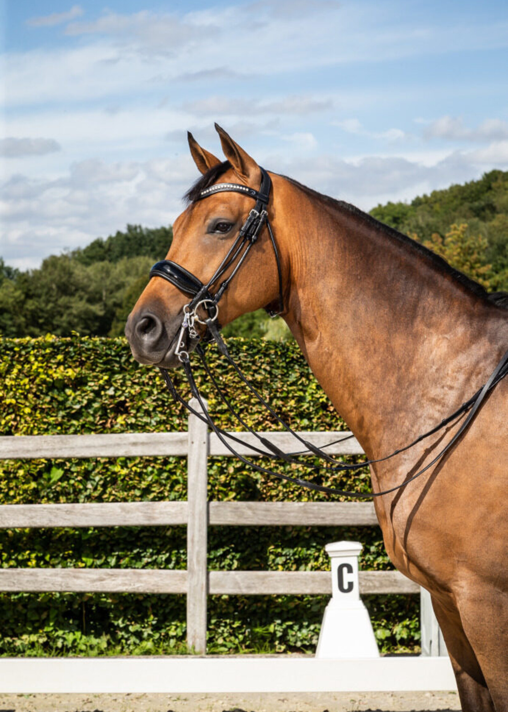 Dy'on Dyon Dressage Collection Patent Large Crank Noseband Double Bridle