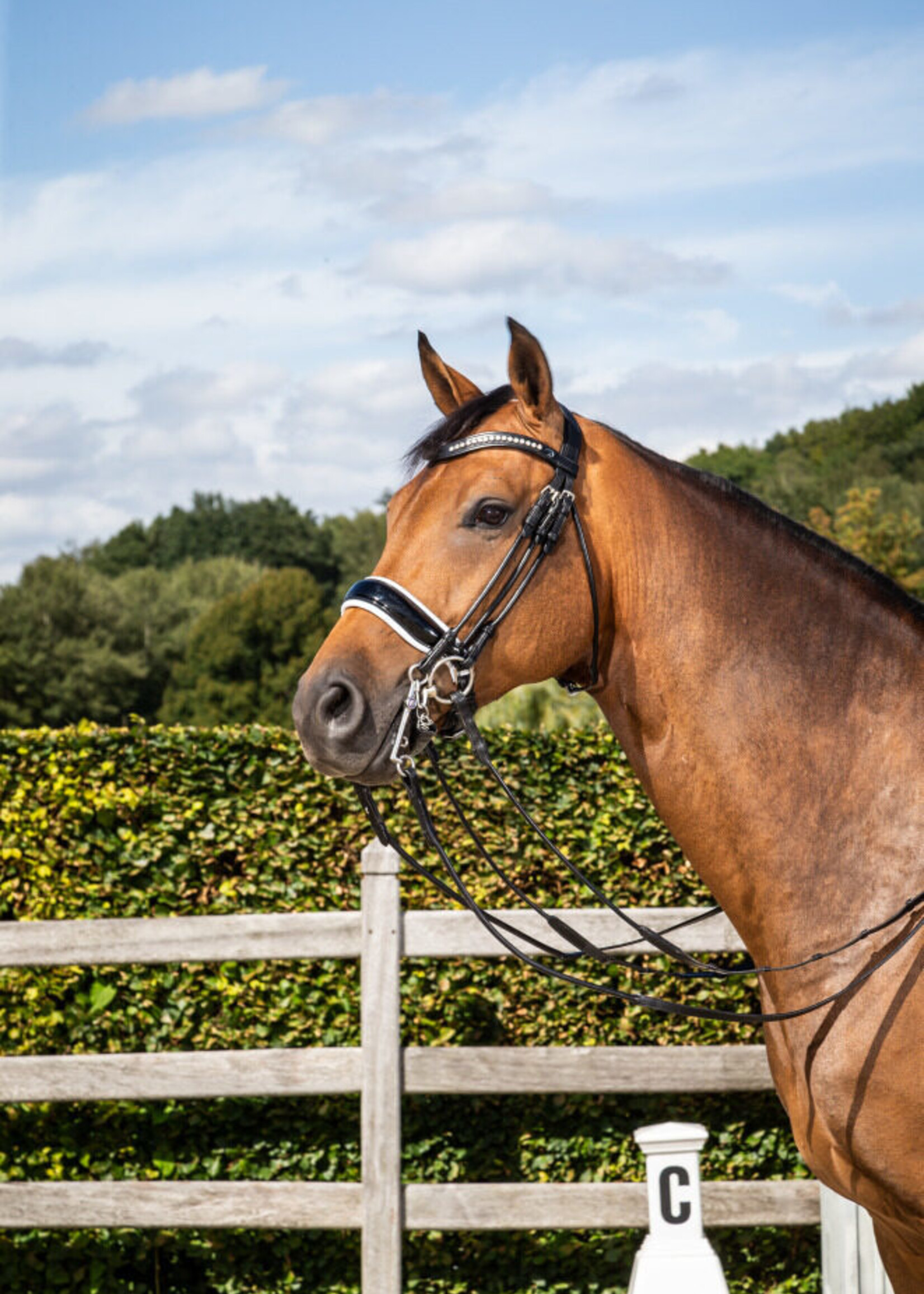 Dy'on Dyon Dressage Collection White Padded Large Crank Noseband Double Bridle