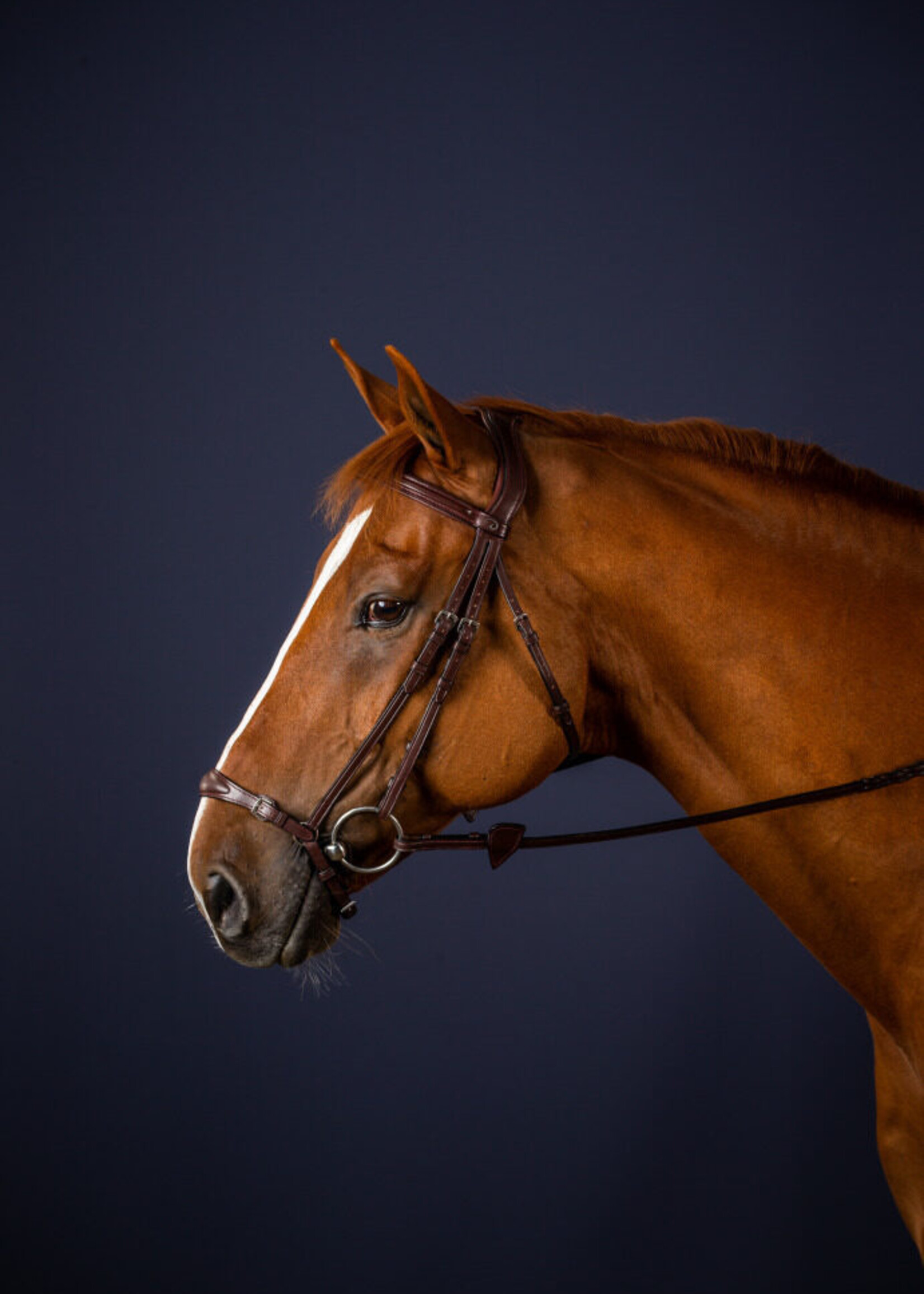 Dy'on Dyon Centre Padded Drop Nose Bridle