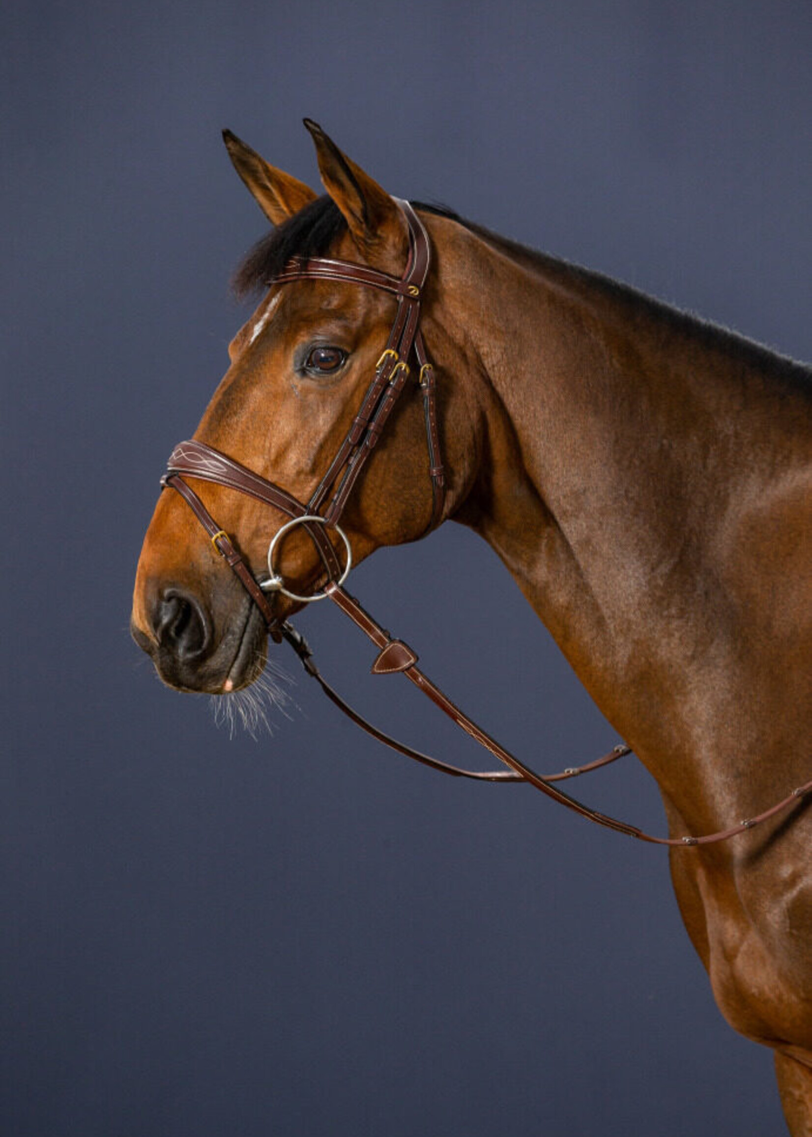 Dy'on Dyon Collection Flash Bridle with Anatomic Noseband