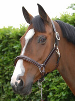 Dy'on Dyon Working Collection Fancy Leather Headcollar