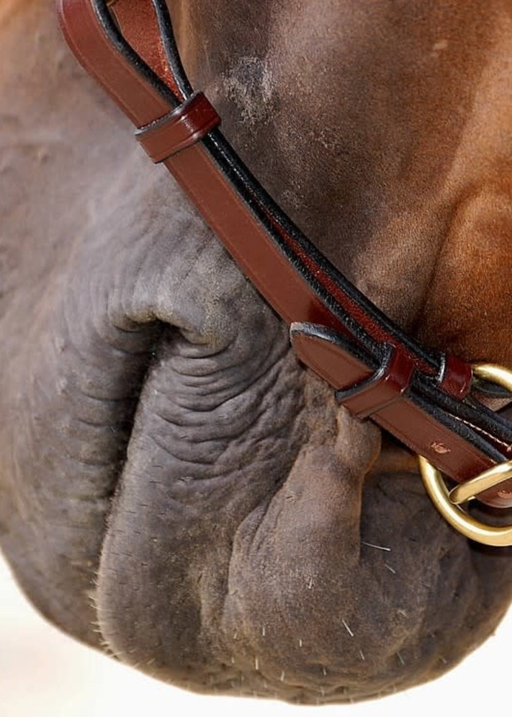 Dy'on Dyon Collection Fancy Grooming Headcollar