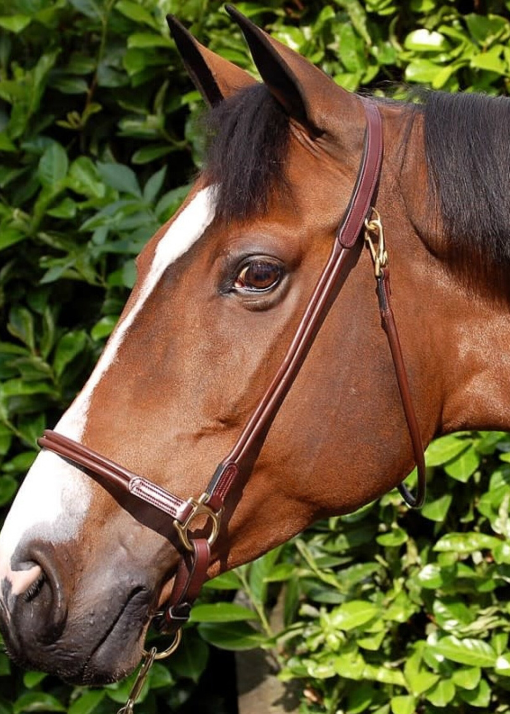 Dy'on Dyon Rolled Leather Grooming Headcollar