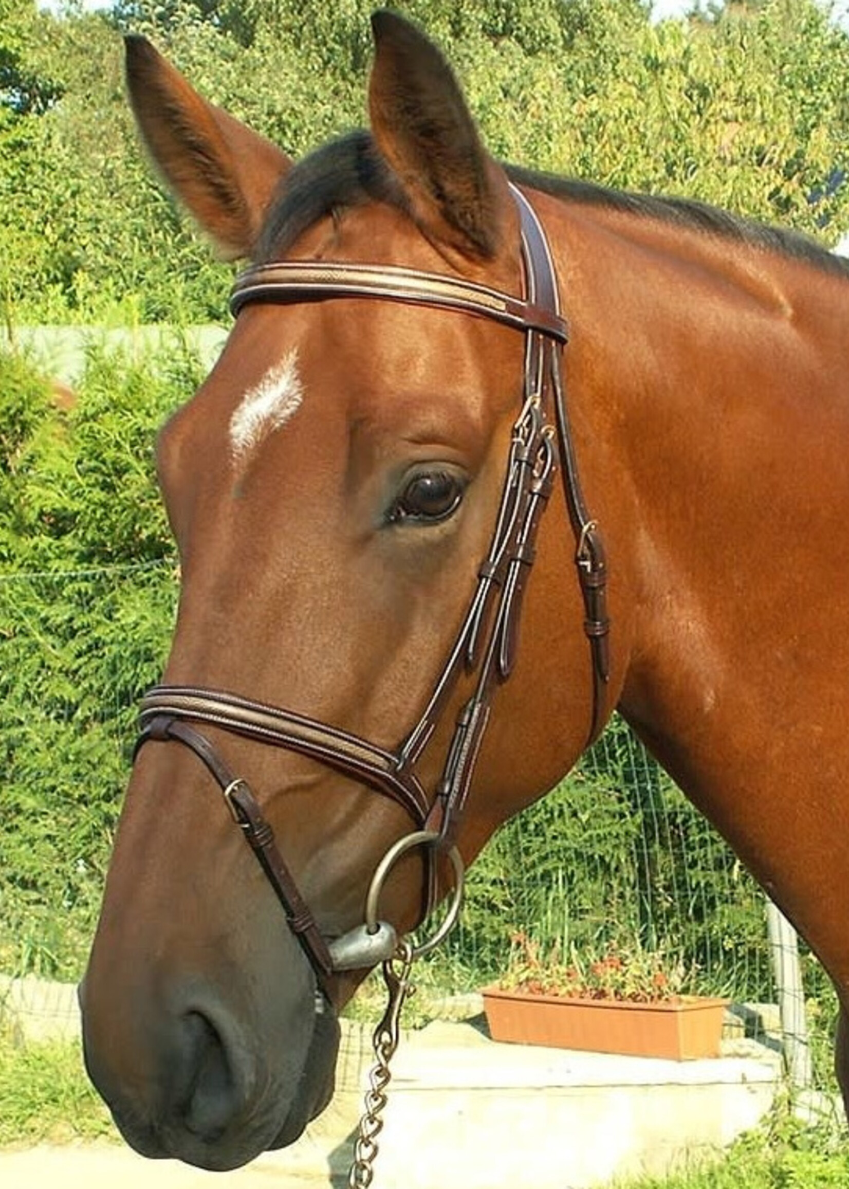 Dy'on Dyon Collection "Snake" Flash Bridle