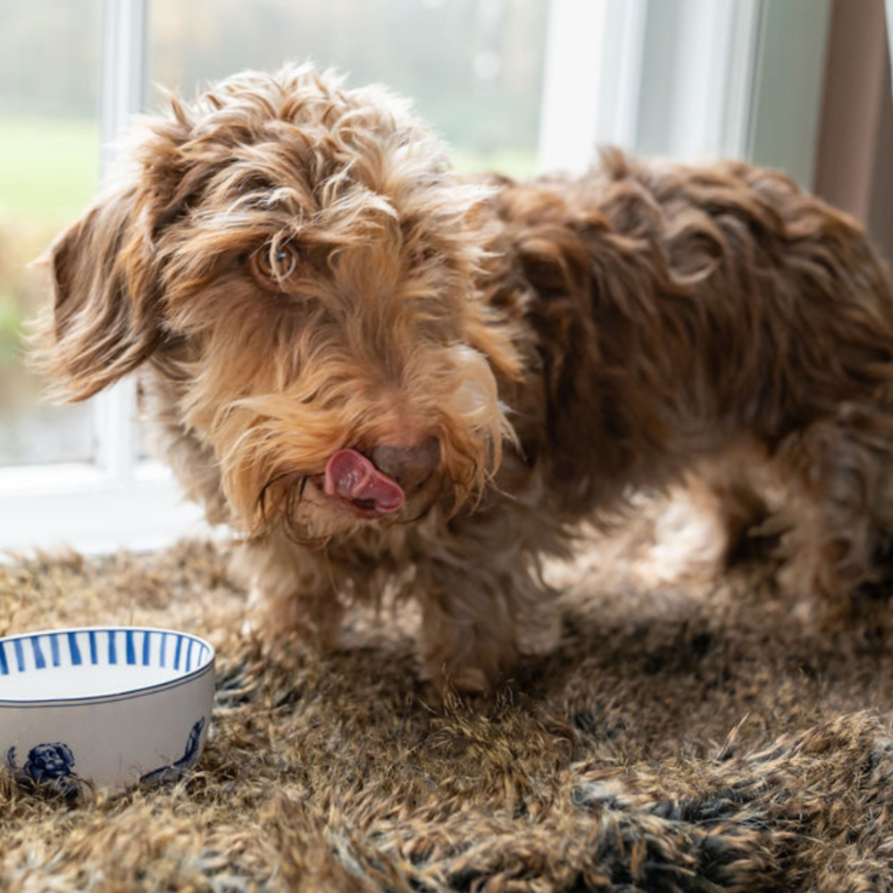 Heinen Delfts Blauw Yoghurtskål Gravhund Nhaan