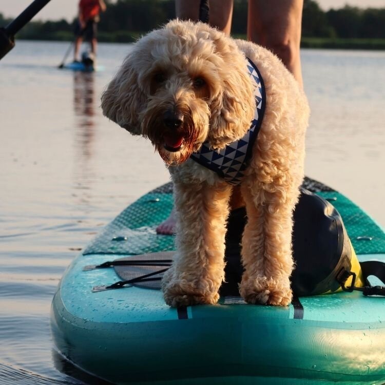 Stardupp Stardupp Dog Pad SUP Board Protector