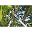 Gardena Gardena Takkenschaar EnergyCut 750B