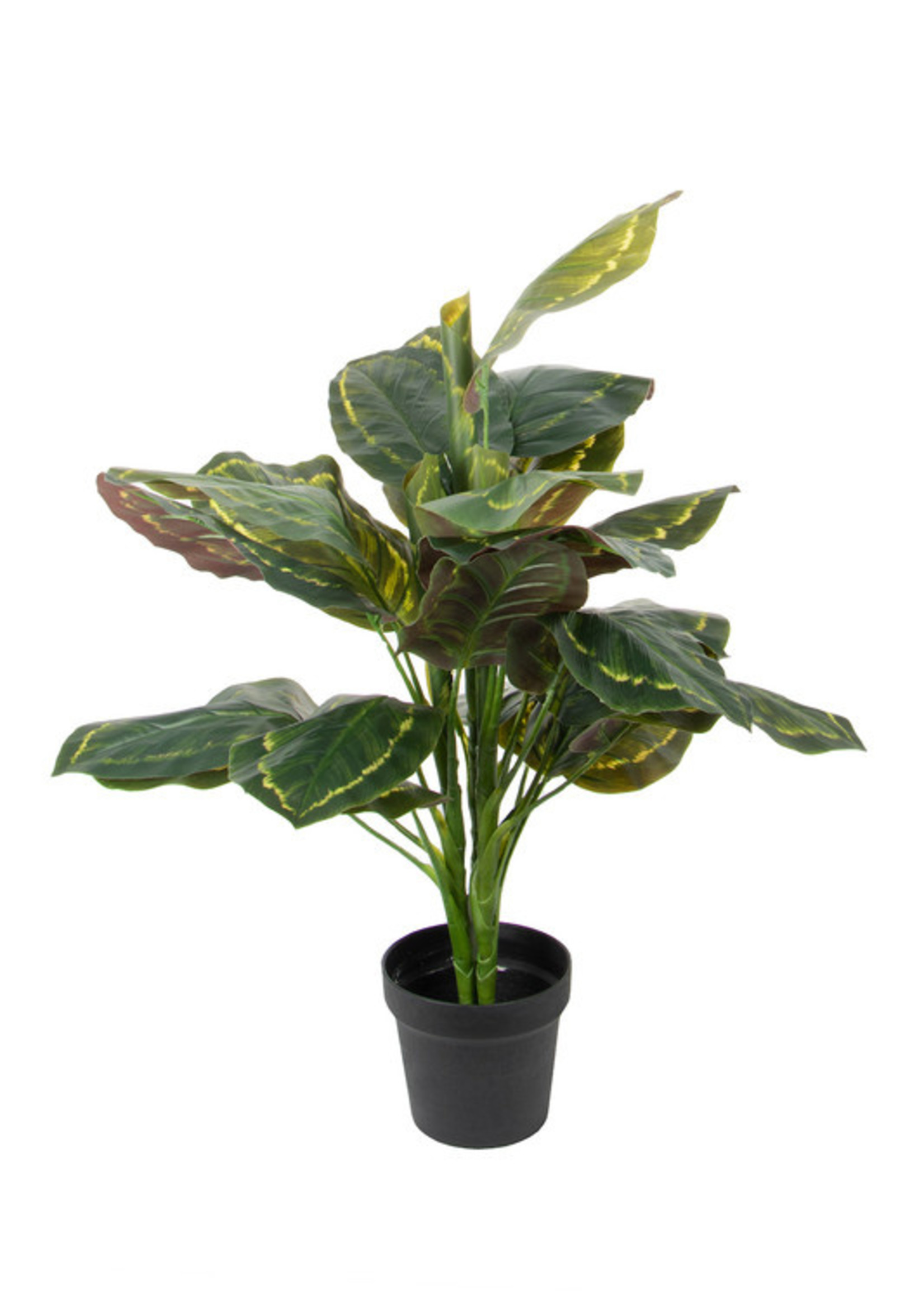 Vp Deco Kunstplant Calathea h80cm