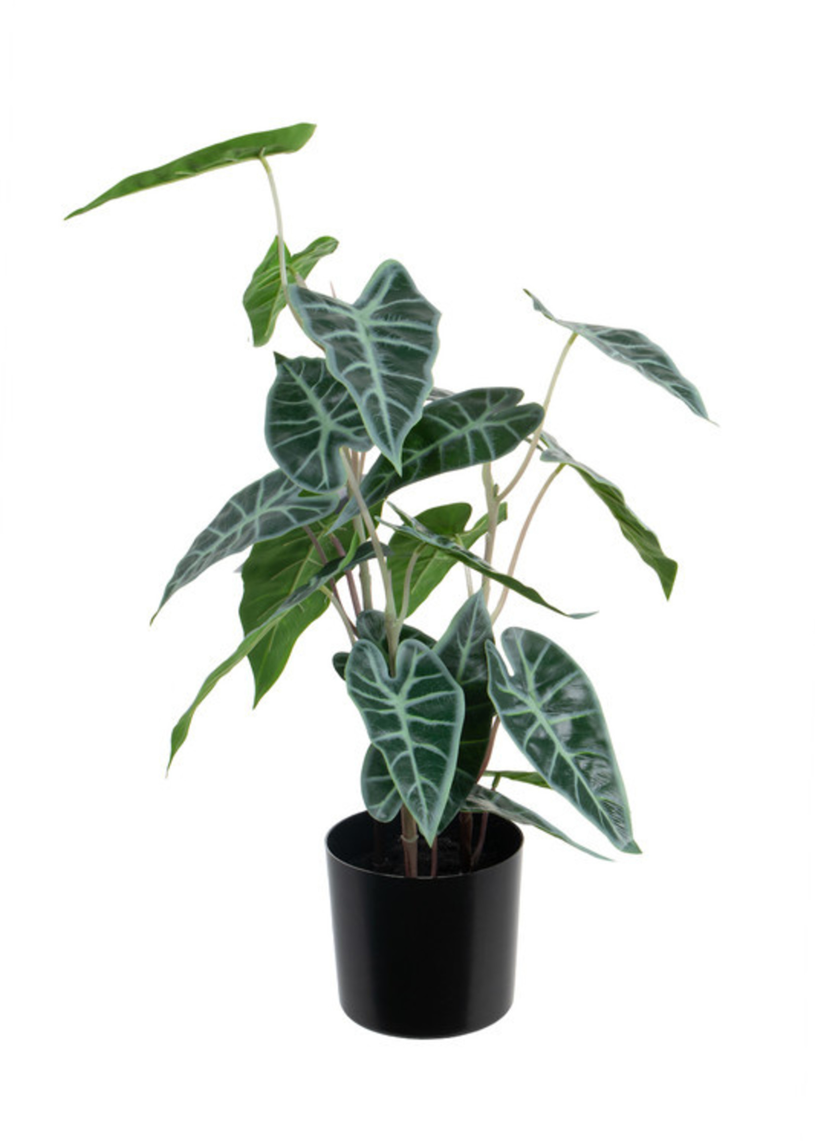 Vp Deco Kunstplant Alocasia h50cm