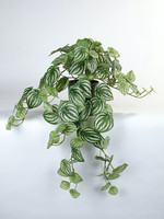 Vp Deco Kunstplant Peperomia 70cm