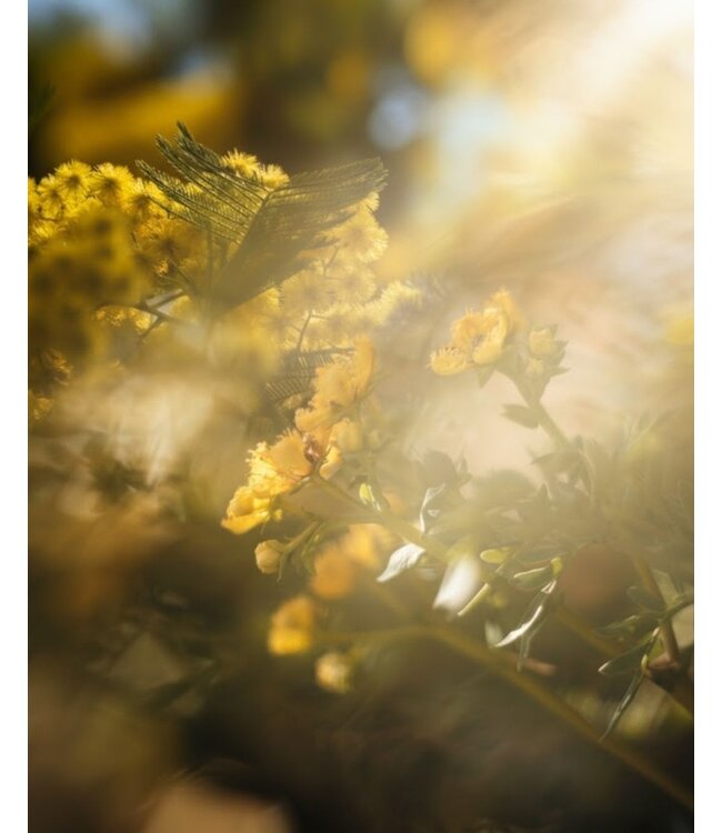 Refill Geurstokjes 200ml - Echoes of Kindness