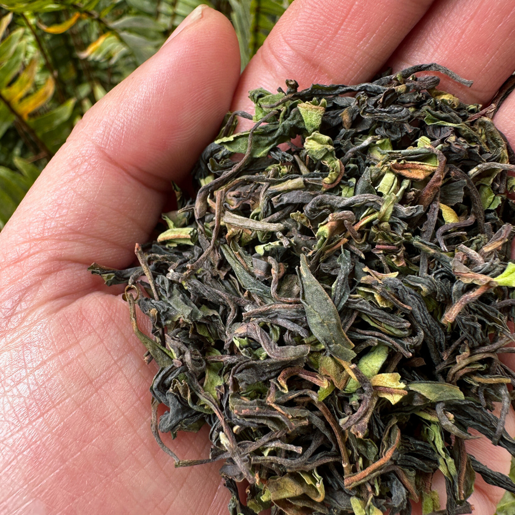 Koffiebranderij Sao Paulo Darjeeling First Flush 'Singell' Heritage Bio