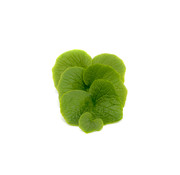 Dutch Wasabi Dutch Wasabi® Leaves ~12st (100gram)