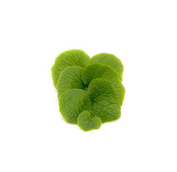 Dutch Wasabi Dutch Wasabi® Leaves 10-12st (100gram)