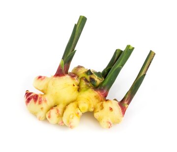 Dutch Wasabi Fresh Ginger  1kg (GG)