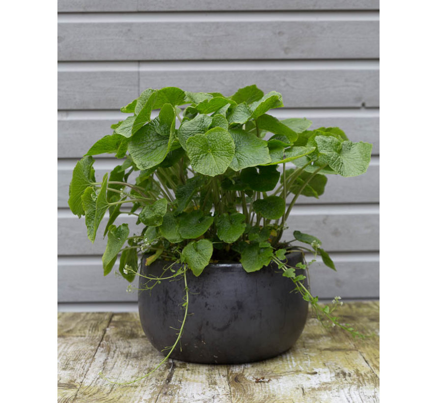 Dutch Wasabi® Plant 12cm