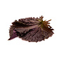 Purple Shiso Leaves 20 pc