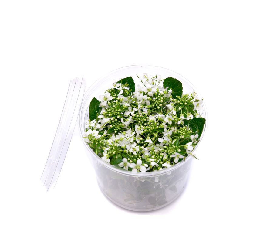 Dutch Wasabi® Flowers