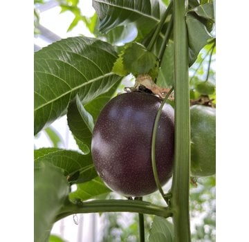 Inno grow Dutch passion fruit XL