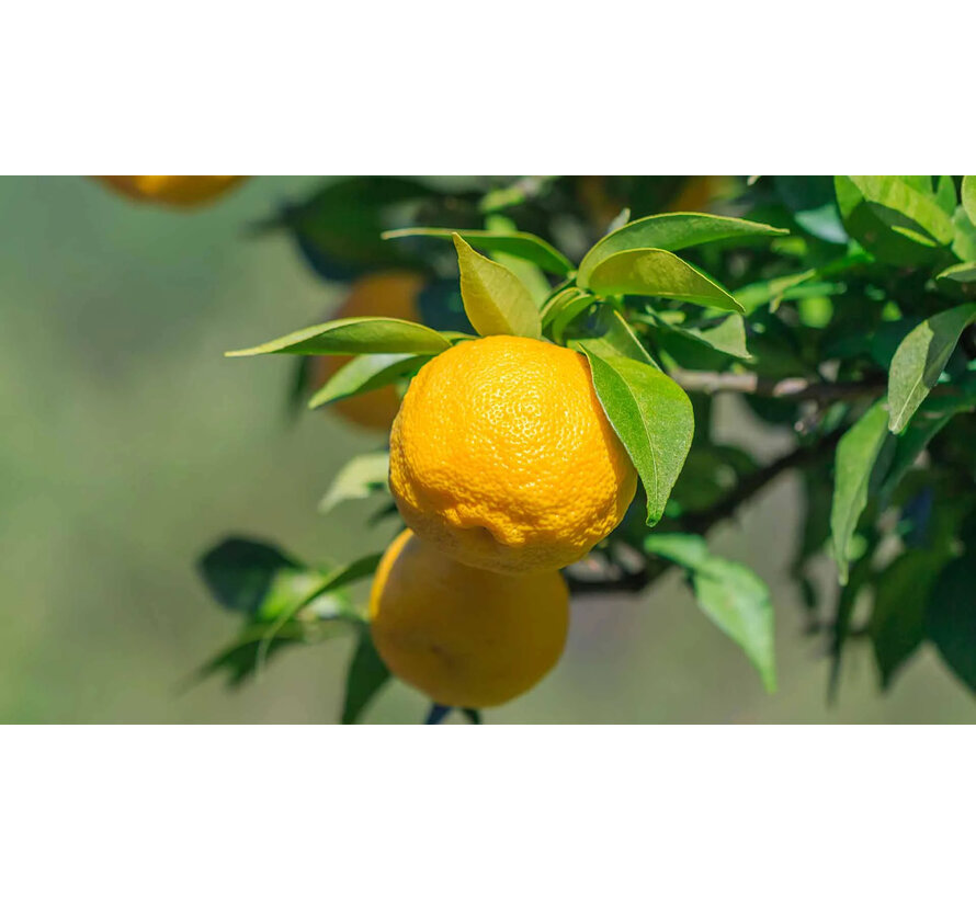 Ripe yellow Yuzu from Holland