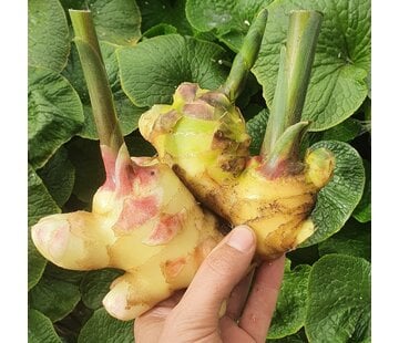 Dutch Wasabi Ginger plant