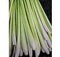 Dutch lemon grass