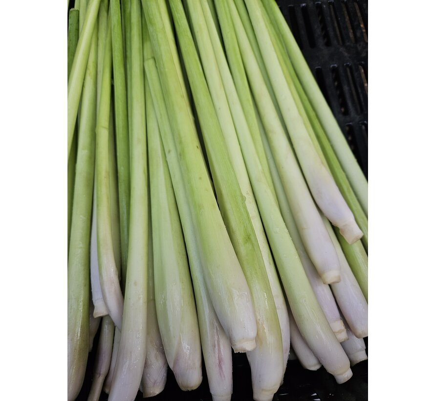 Dutch lemon grass