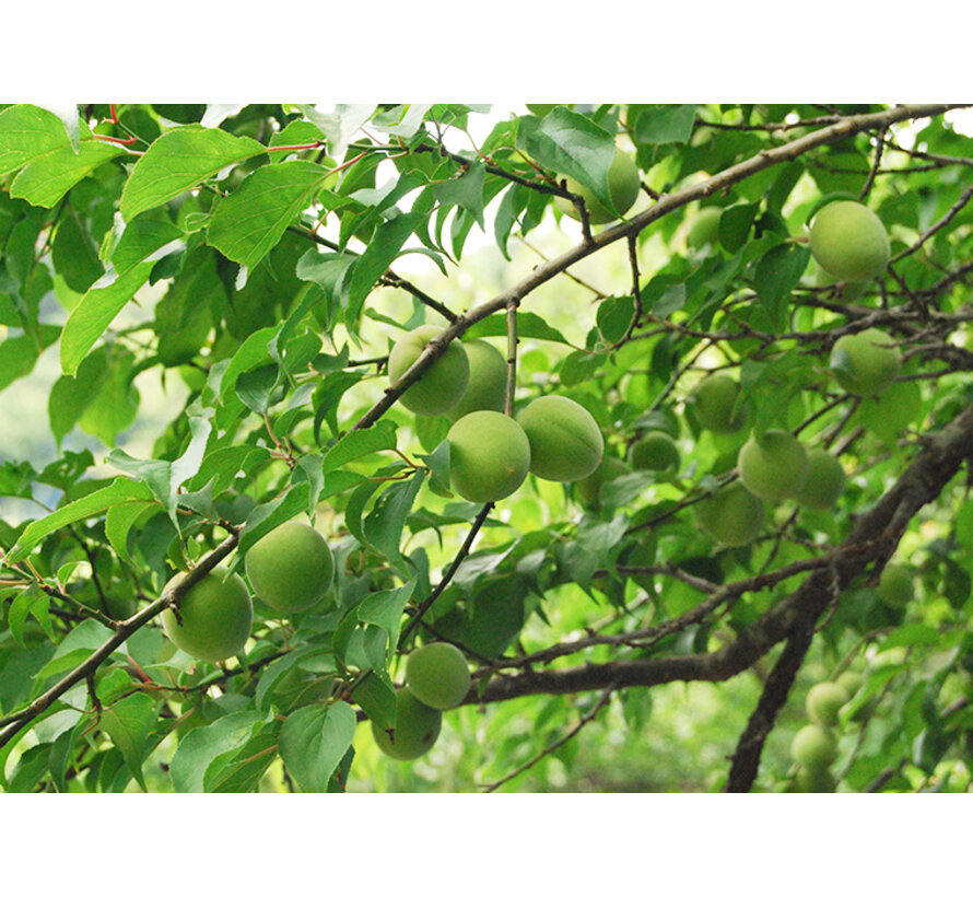 Small Crunchy Green Ume Plums 110g