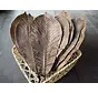 Hoba Leaves (Dried, Brown) 50pcs