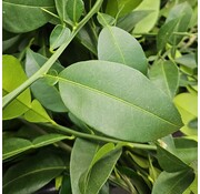 Dutch Wasabi Yuzu leaves 200 gram 100-200