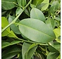 Yuzu leaves 200 gram 100-200