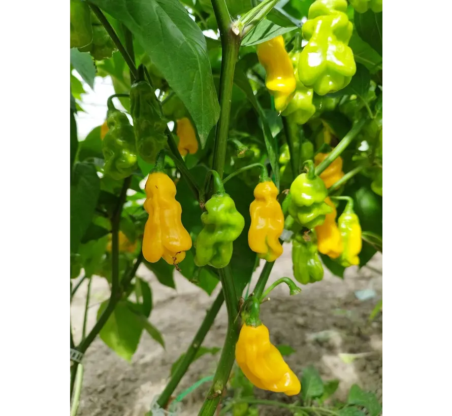 Tomasu Special Sambal