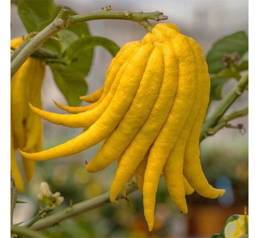 Buddha's hand (fingered citron) from Holland - 1 piece (< 100 grams)
